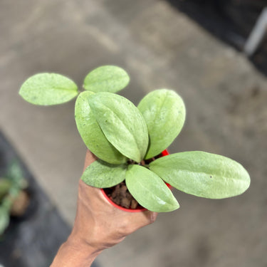 Hoya Sp Waroc Silver
