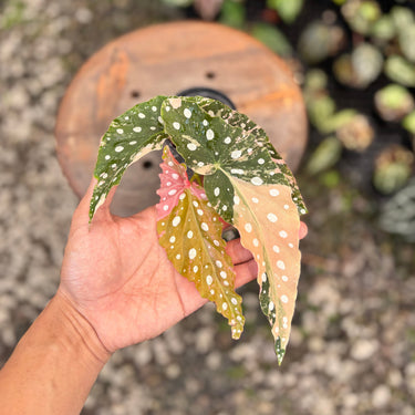 Ps10-10 Begonia Maculata Variegated