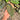 Ps10-07 Anthurium Forgetii Narrow