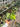 Anthurium Clarinervium Variegated