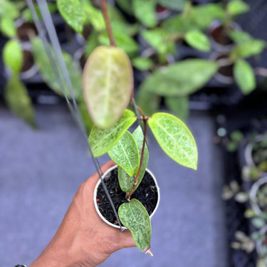 Hoya Pottsii Silver