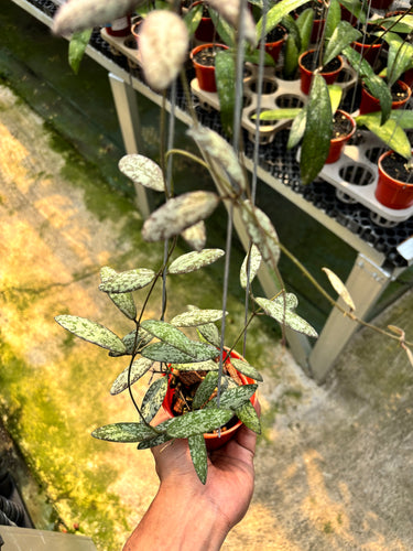 Hoya Sigillatis Silver Pink