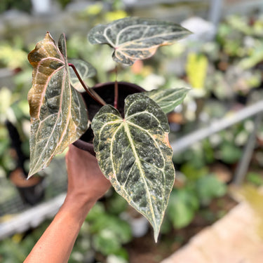 Anthurium Scarlet Moon Variegated