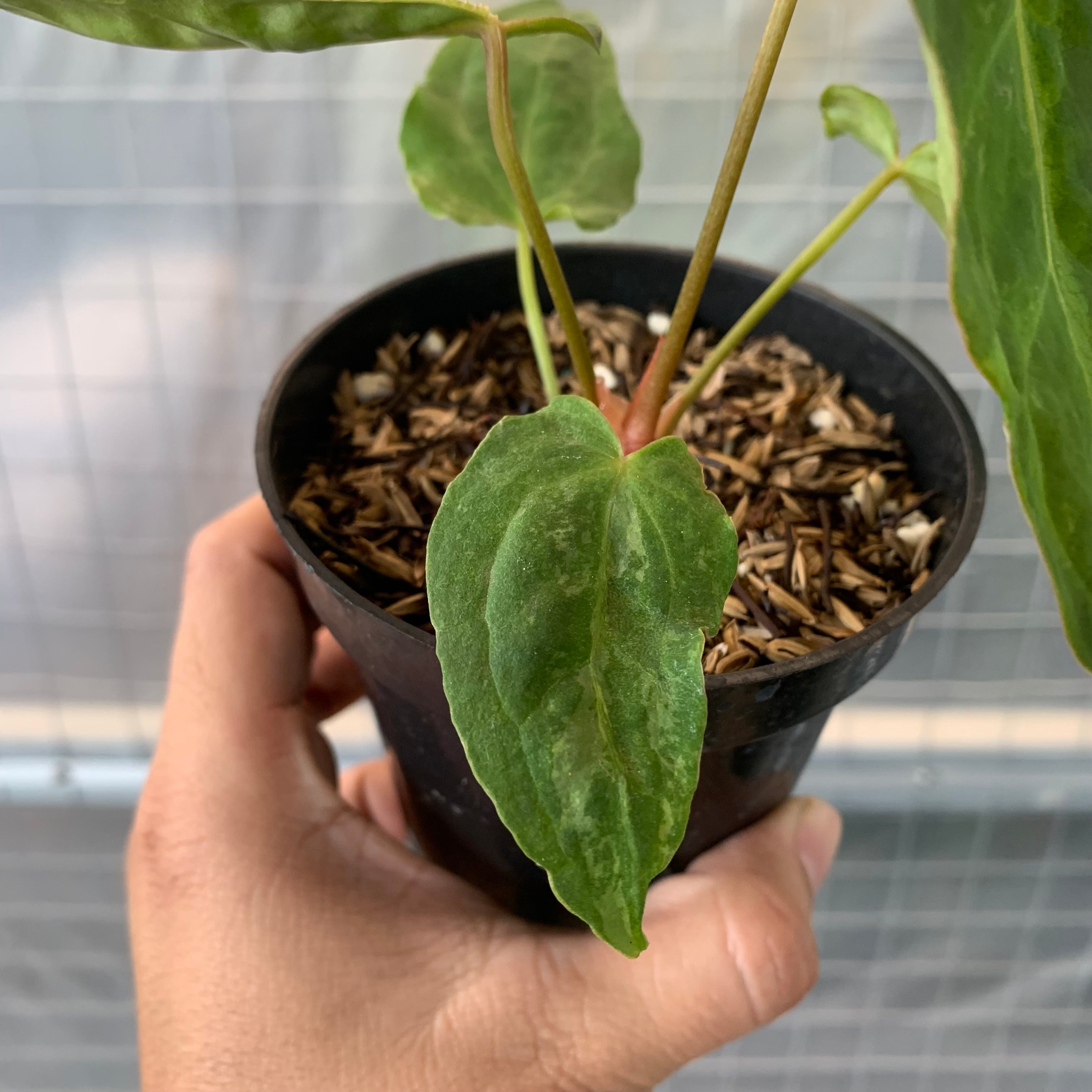 anthurium blister variegation Anthurium 'Forgetii' variegated (wk8-UJ)