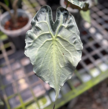 Alocasia Venom