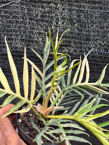 Ps10-47 Philodendron Tortum Variegated