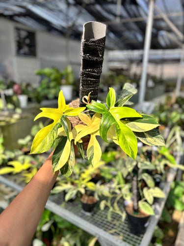 Ps10-23 Philodendron Florida Beauty