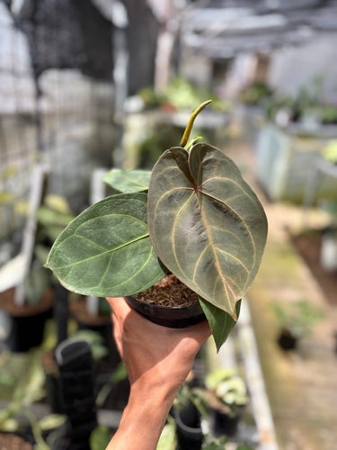PS0936 Anthurium KOS x RC