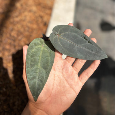 Anthurium Dark & Handsome