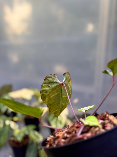 Anthurium Hellboy x Muchlis Rc Variegated