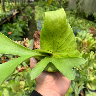 Platycerium Coronarium