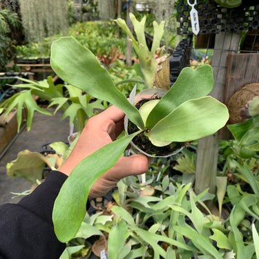 Platycerium Diversifolium (pup)