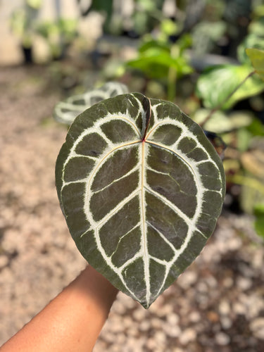 PS0939 Anthurium Silver x KOS x Michelle