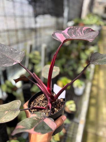 PS0930 Philodendron Pink Princess Black Cherry