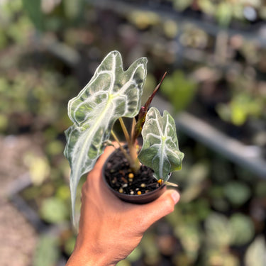 Alocasia Venom - Small