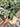 Ps10-33 Anthurium Papillilaminum x Porti