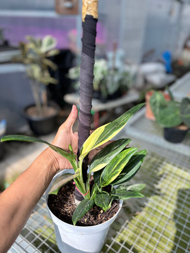 Ps10-26 Monstera Standleyana Aure Variegated - 2 Plant
