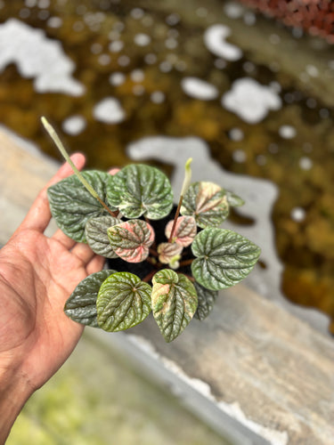 Peperomia Caperata Pink Lady