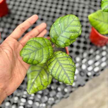 Hoya Callistophylla Chibi