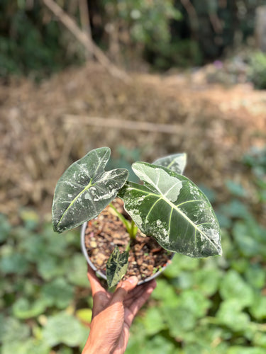 Alocasia Frydek variegated