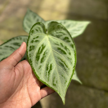 Anthurium silver chrome