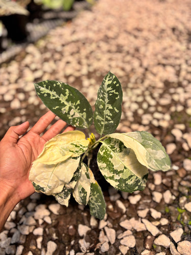PS0943 Aglaonema Pictum Bicolor Variegated