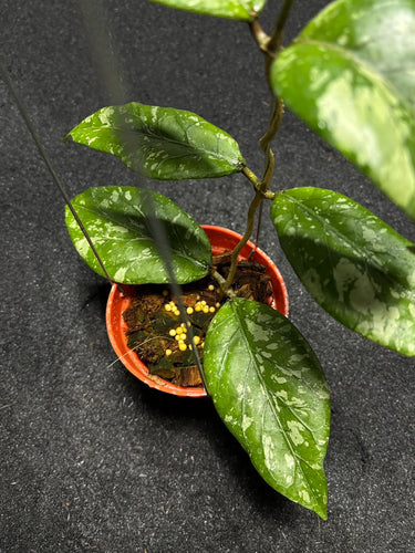 Hoya Sp Gunung Kapi