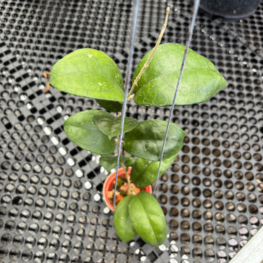 A small green leafy plant in a tiny orange pot, photographed from above on a black perforated mesh tray. Two thin support wires run vertically through the center, and other black nursery pots are visible in the background.