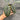 Ps10-16 Alocasia Dragon Scale