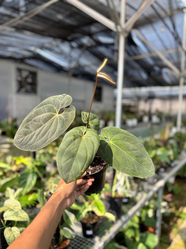 Ps10-19 Anthurium Papillilaminum x Hoffmani - Mature