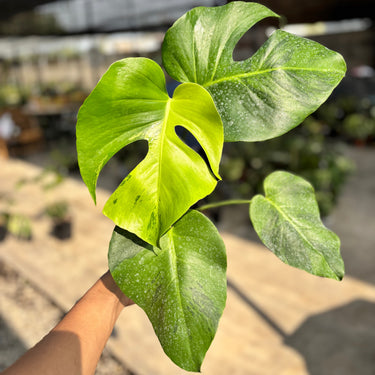 Monstera Brazilian Aurora