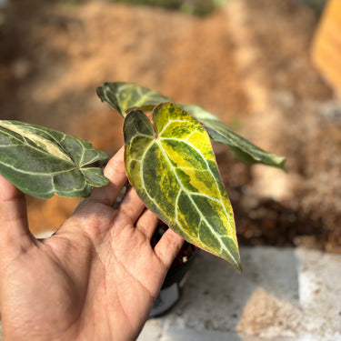 Anthurium Crystallinum Red Stem Variegated