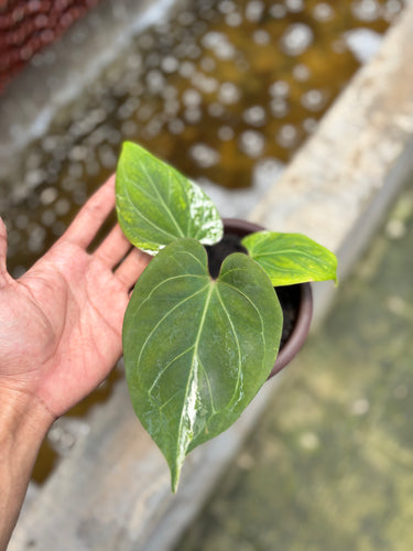 Anthurium KOS White Variegated