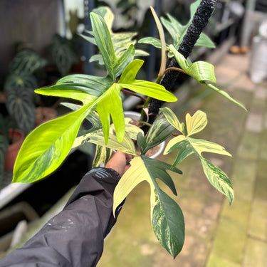 PS0920 Philodendron Florida Beauty - Mature