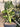 Monstera Adansonii Variegated