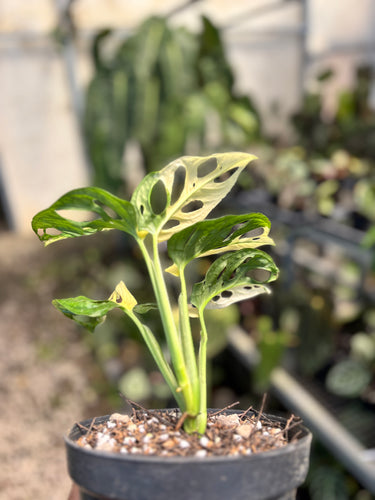 Monstera Adansonii Variegated
