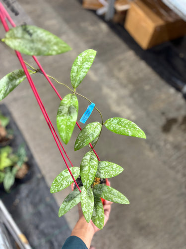 Hoya Kaikoeana Splash