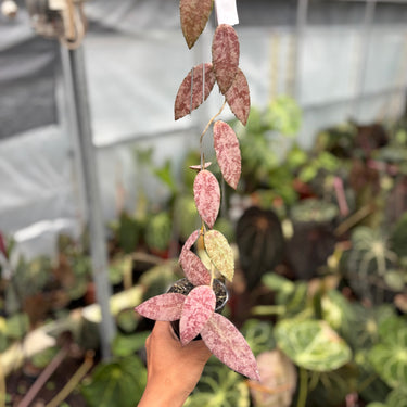 Hoya Caudata Sparkling