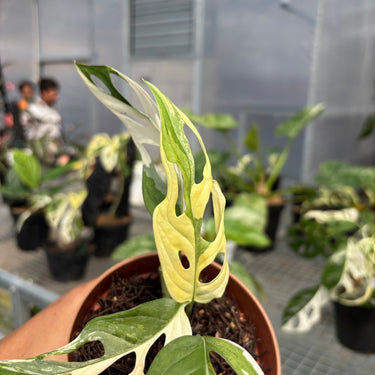 Monstera Adansonii ‘Giant’ Albo Variegated
