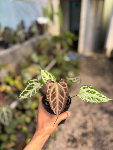 Anthurium Muchlis x Red Crystal