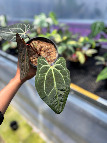 PS0956 Anthurium BVIT x ZM