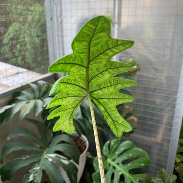 Alocasia Jacklyn Aurea Variegated