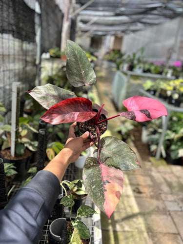 PS0928 Philodendron Pink Princess Black Cherry