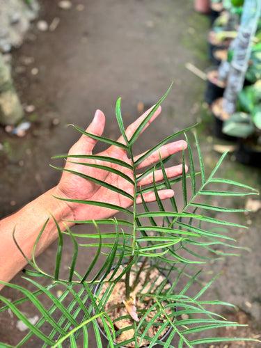 Philodendron Tortum