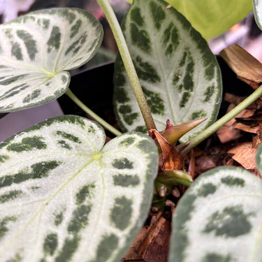 PS0907 Anthurium Silver Blush