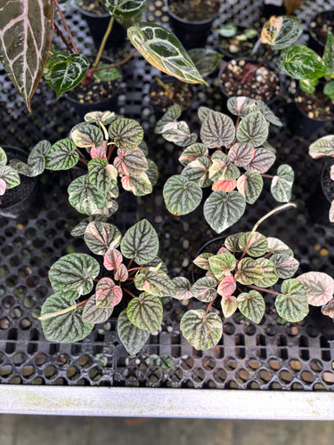 Peperomia Caperata Pink Lady