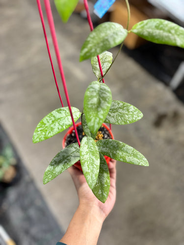 Hoya Kaikoeana Splash