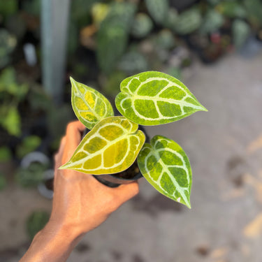 A small potted houseplant with four heart-shaped green leaves featuring prominent pale yellow veining and some yellowing at the leaf tips, held in a person's hand against a blurred outdoor garden background.