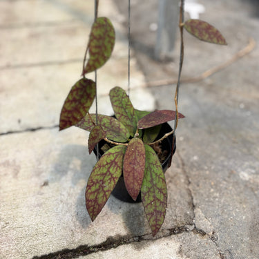 Hoya Scortechinii