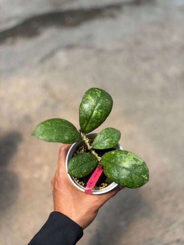 Hoya Larisa Splash